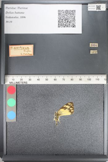Media type: image;   Entomology 131537